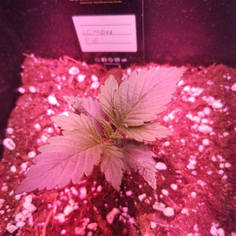 Alessia  growlog timeline photo