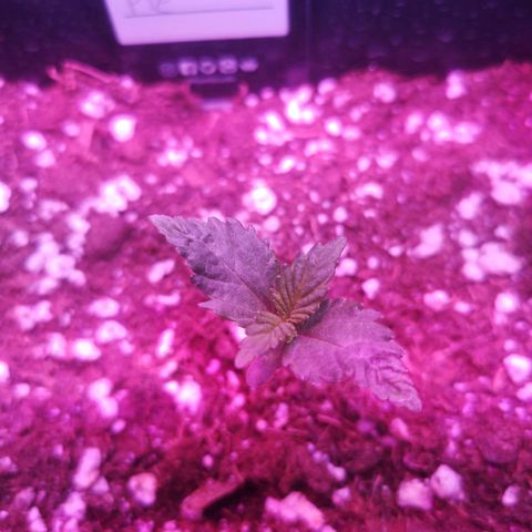 Alessia  growlog timeline photo