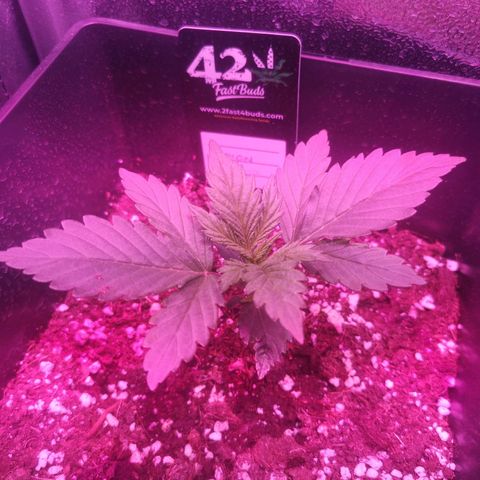 Alessia  growlog timeline photo