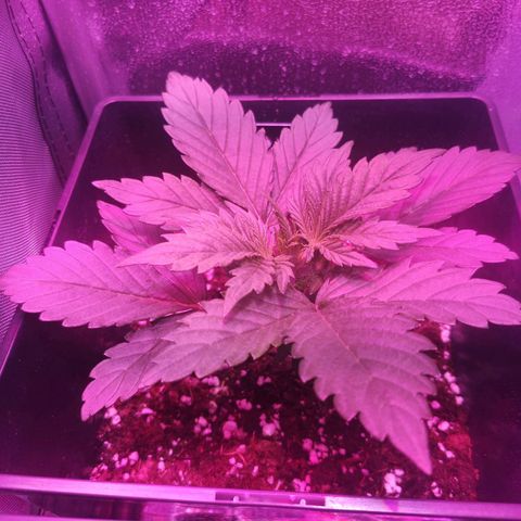 Alessia  growlog timeline photo