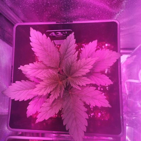Alessia  growlog timeline photo