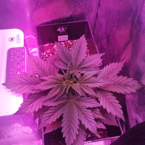 Alessia  growlog photo: Early bloom