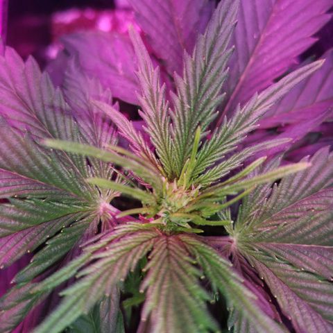 Alessia  growlog photo: Early bloom