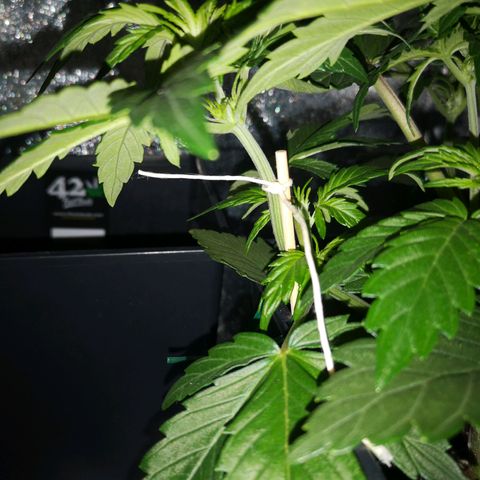 Alessia  growlog photo: LST