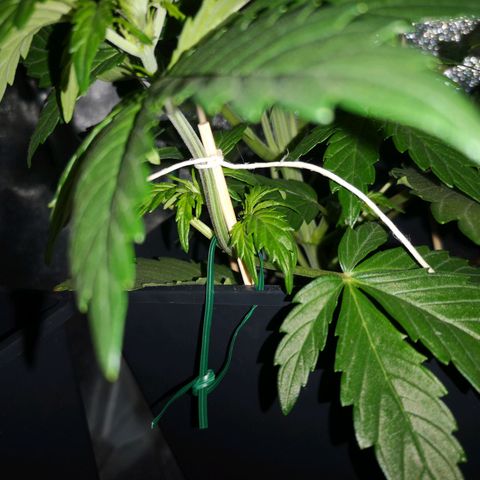 Alessia  growlog photo: LST