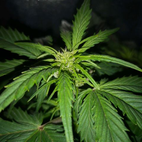 Alessia  growlog photo: LST