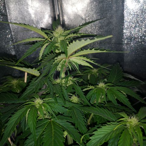 Alessia  growlog timeline photo