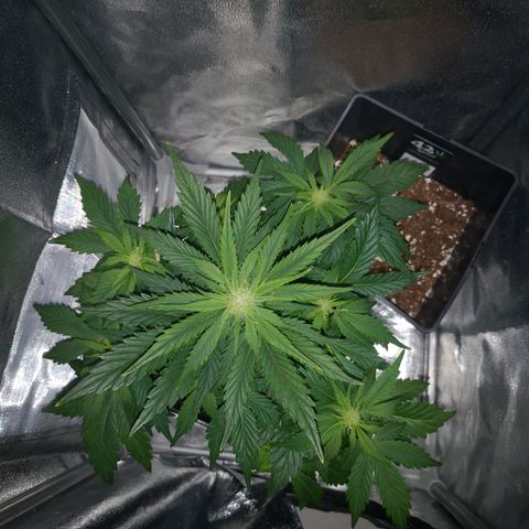 Alessia  growlog timeline photo