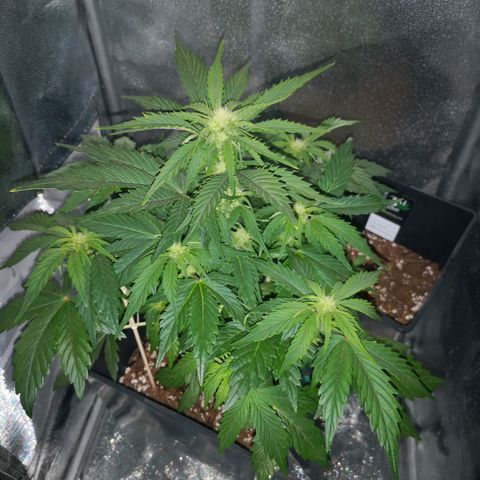 Alessia  growlog timeline photo