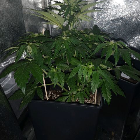 Alessia  growlog timeline photo