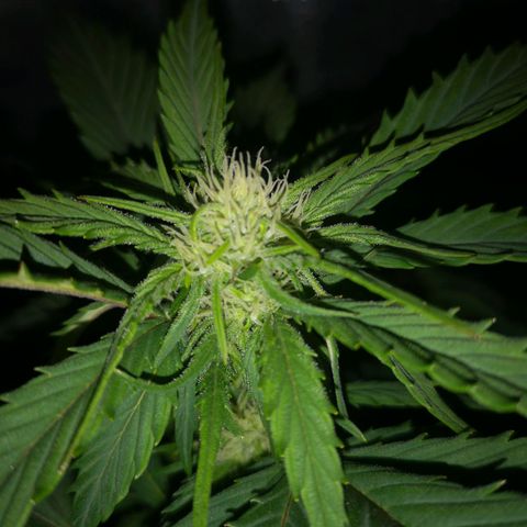 Alessia  growlog timeline photo