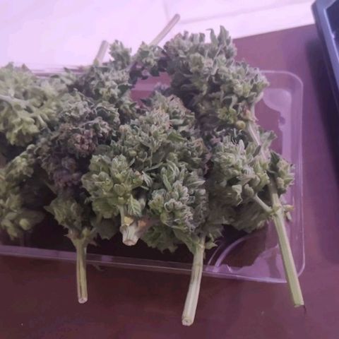 Alessia  growlog photo: Harvest, 80g wet