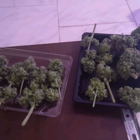 Alessia  growlog photo: Harvest, 80g wet