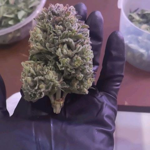 Alessia  growlog photo: Harvest, 80g wet
