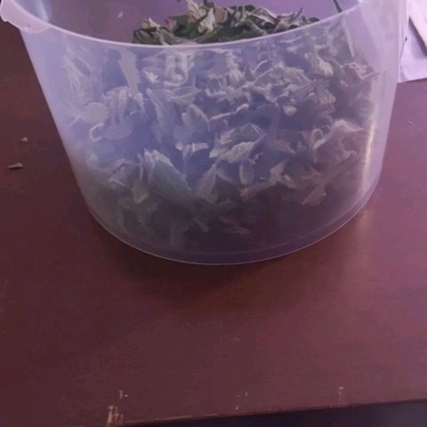 Alessia  growlog photo: Harvest, 80g wet