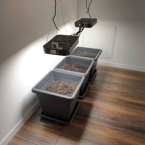 Double Kush Cake Automatic growlog timeline photo