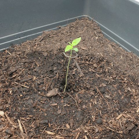 Double Kush Cake Automatic growlog timeline photo