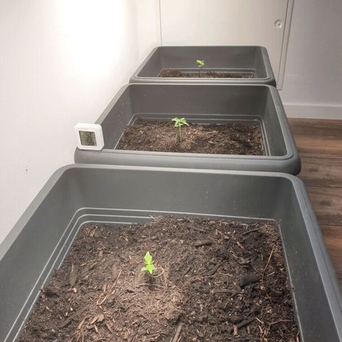 Double Kush Cake Automatic growlog timeline photo
