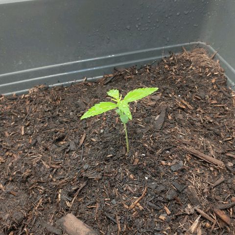 Double Kush Cake Automatic growlog photo: Nr.1