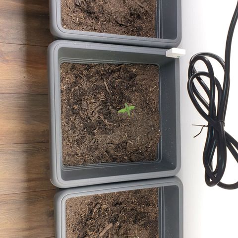 Double Kush Cake Automatic growlog timeline photo