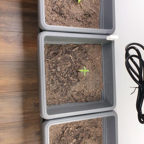 Double Kush Cake Automatic growlog timeline photo