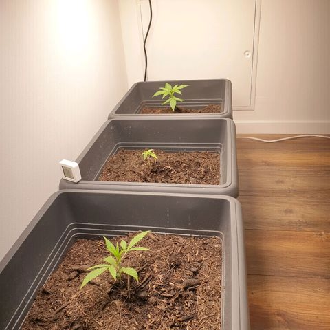Double Kush Cake Automatic growlog timeline photo