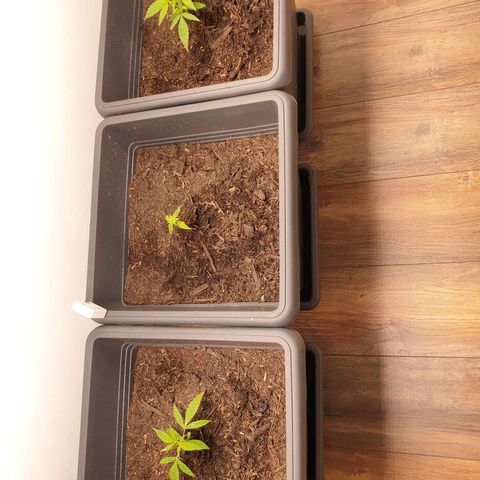 Double Kush Cake Automatic growlog timeline photo