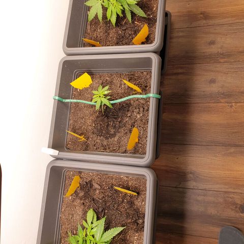 Double Kush Cake Automatic growlog timeline photo
