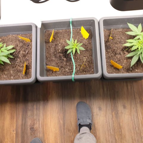Double Kush Cake Automatic growlog timeline photo