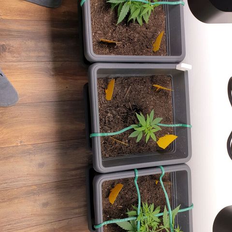 Double Kush Cake Automatic growlog photo: Starts smelling 