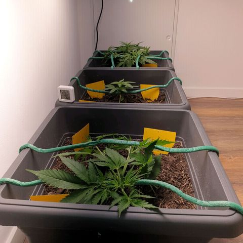 Double Kush Cake Automatic growlog timeline photo
