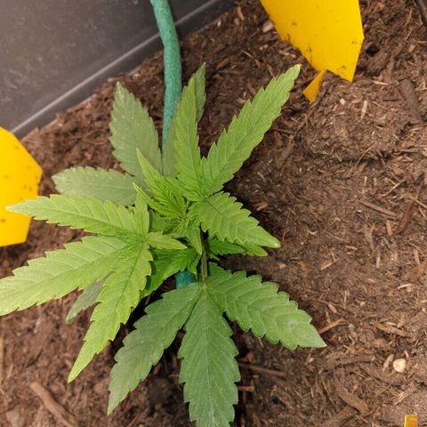Double Kush Cake Automatic growlog timeline photo