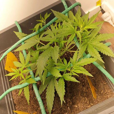 Double Kush Cake Automatic growlog timeline photo
