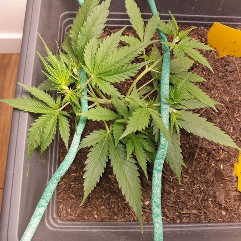 Double Kush Cake Automatic growlog timeline photo