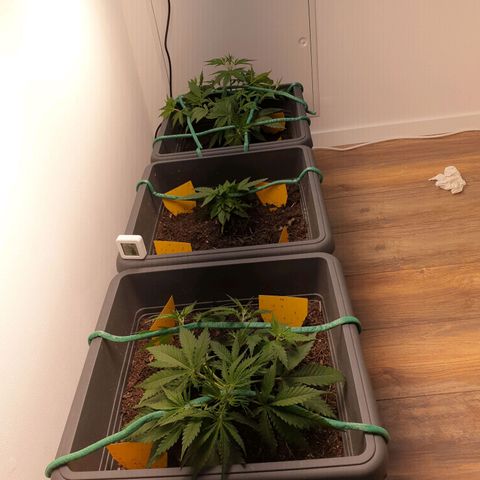 Double Kush Cake Automatic growlog timeline photo