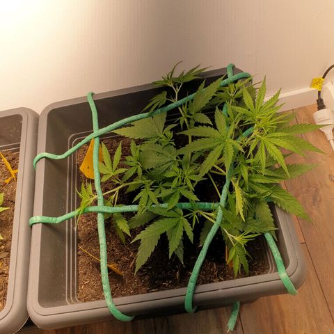 Double Kush Cake Automatic growlog timeline photo