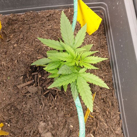 Double Kush Cake Automatic growlog timeline photo
