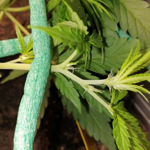 Double Kush Cake Automatic growlog timeline photo