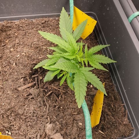 Double Kush Cake Automatic growlog timeline photo