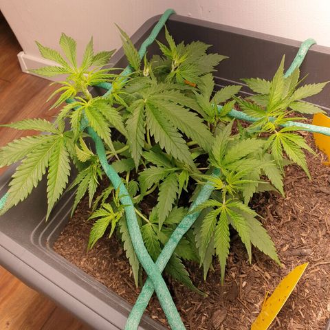 Double Kush Cake Automatic growlog timeline photo
