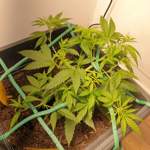 Double Kush Cake Automatic growlog timeline photo