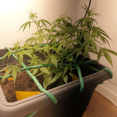 Double Kush Cake Automatic growlog timeline photo