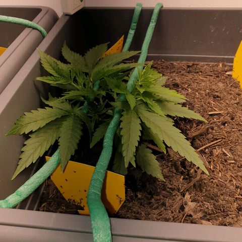 Double Kush Cake Automatic growlog timeline photo