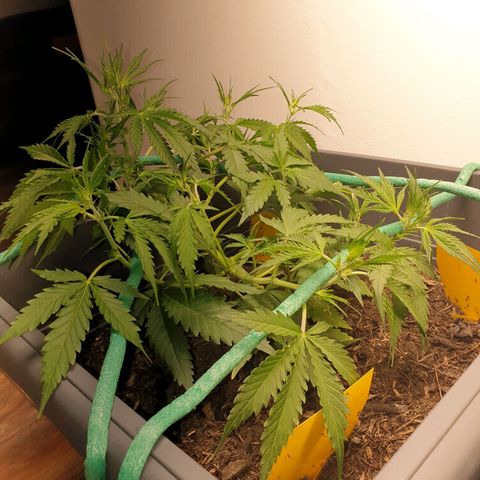 Double Kush Cake Automatic growlog timeline photo