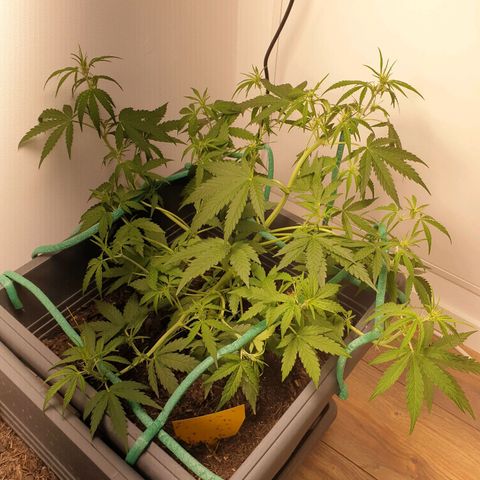 Double Kush Cake Automatic growlog timeline photo