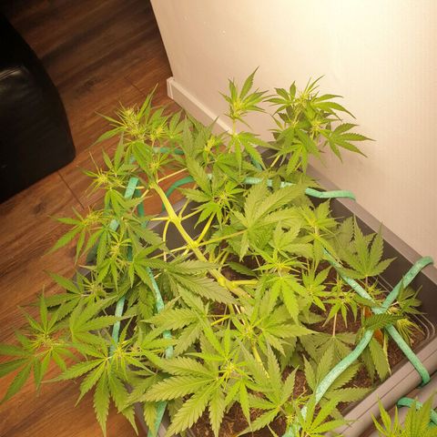 Double Kush Cake Automatic growlog timeline photo