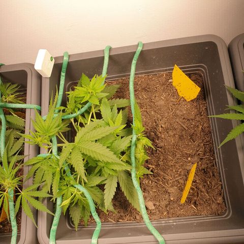 Double Kush Cake Automatic growlog timeline photo