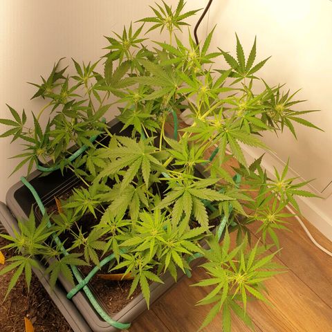 Double Kush Cake Automatic growlog timeline photo
