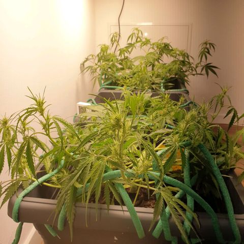 Double Kush Cake Automatic growlog timeline photo