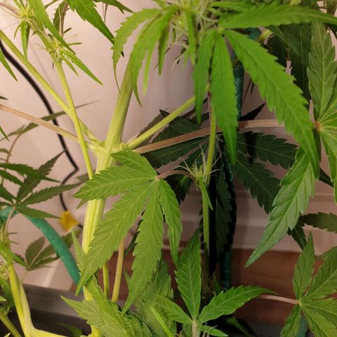 Double Kush Cake Automatic growlog photo: Red color on leaf sticks 